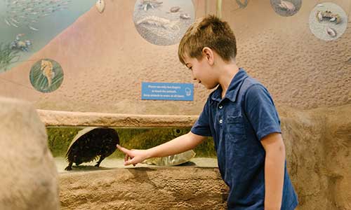 Touch tanks at the Seaside Nature Center let you experience marine life up close.