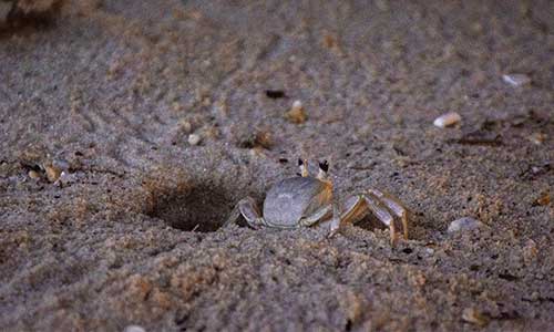 Ghost crab at Fenwick Island State Park