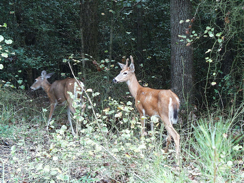Deer Season at DE State Parks