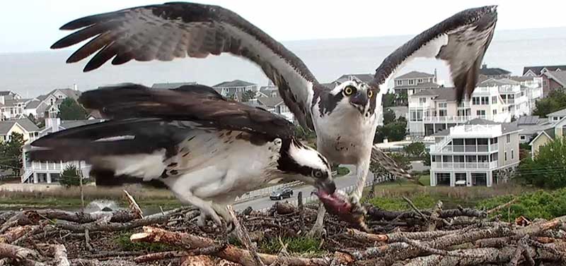 osprey pair eating food